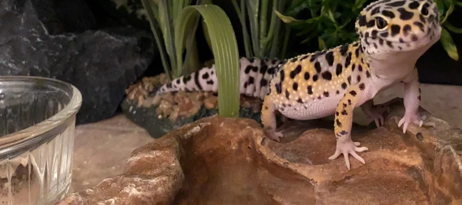 A beginner’s guide to leopard gecko housing and setup
