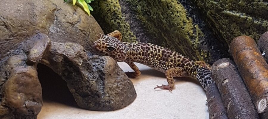 Benefits of switching your leopard gecko to vinyl substrate