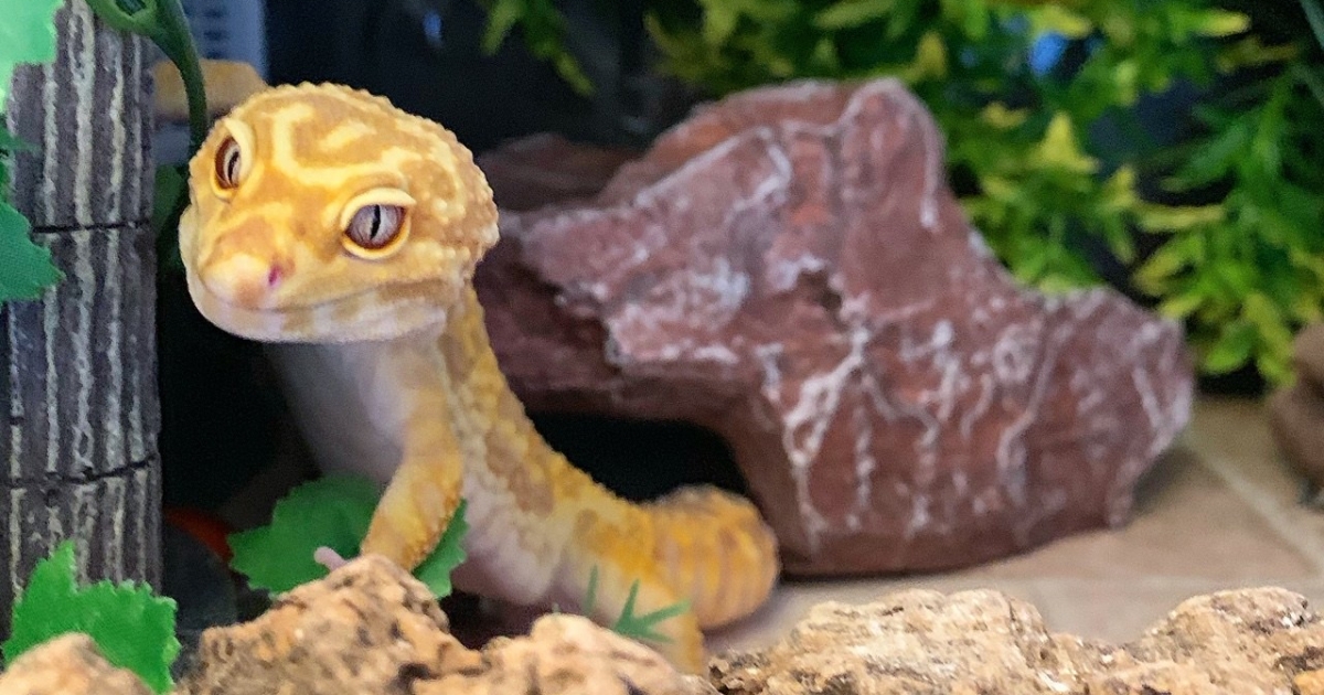 How to keep your leopard gecko warm when you don’t have a heat mat Leopard Gecko Care