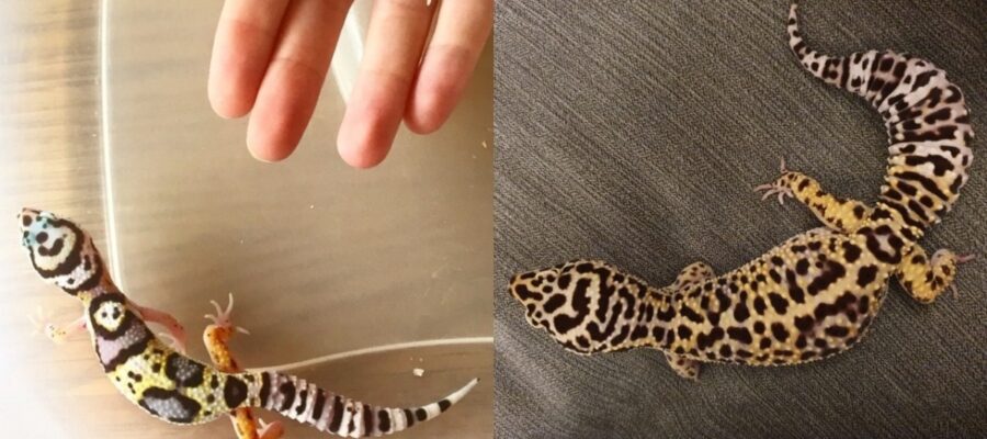 How much do Leopard Gecko spots change over time?