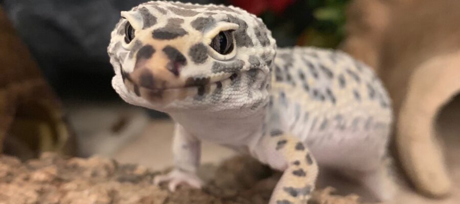 Why has my leopard gecko turned white?