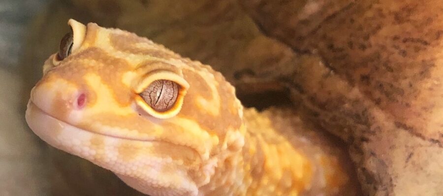 The best things about owning a leopard gecko
