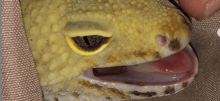mouth rot leopard gecko