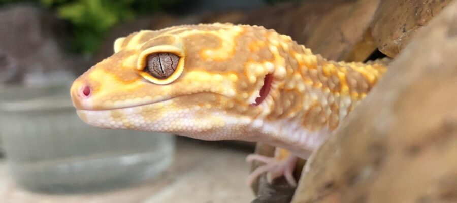 Tips for the care of a neglected/ unwell leopard gecko