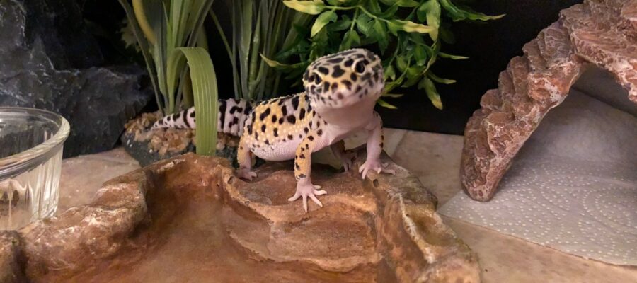 Facts about leopard geckos