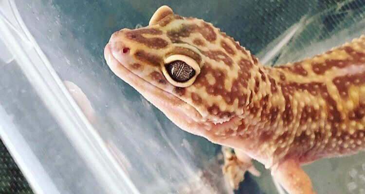 Leopard Gecko Rescue Stories: Wafer
