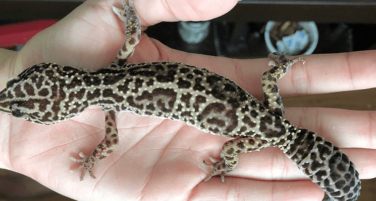 Leopard Gecko Rescue Stories: Drago
