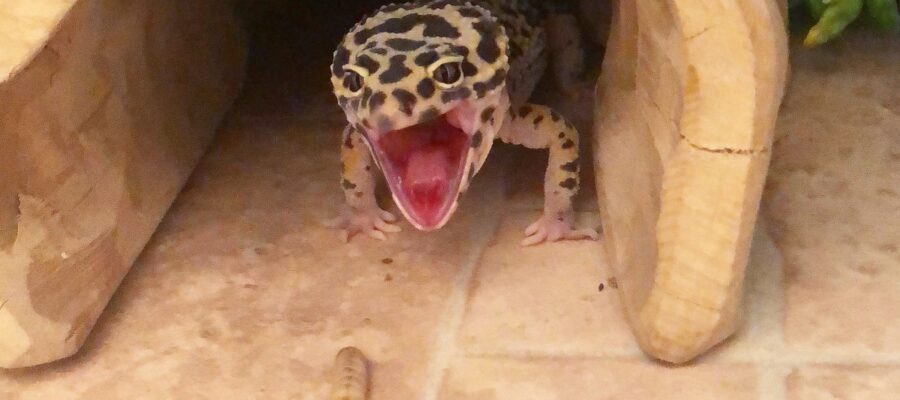 Why isn’t my leopard gecko eating?