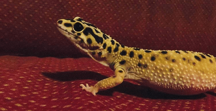 Leopard Gecko Rescue Stories: Ellie