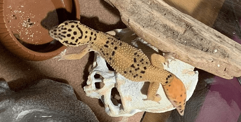 leopard gecko tail regrowth