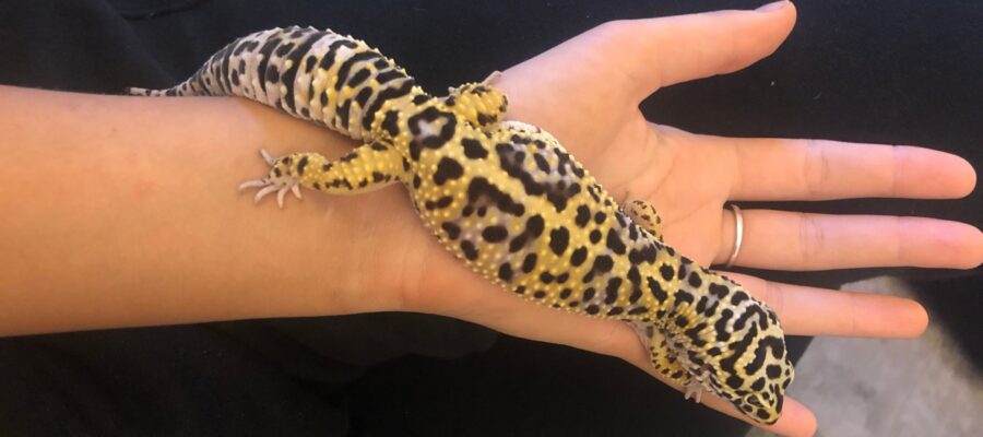 How to pick up a leopard gecko