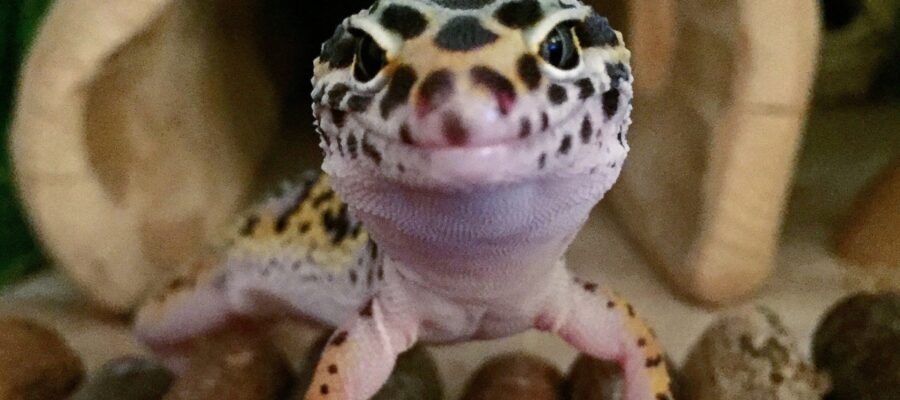 Things to consider before getting a leopard gecko