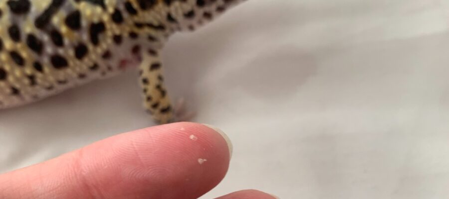 How I removed stuck shed from my leopard gecko in 30 minutes