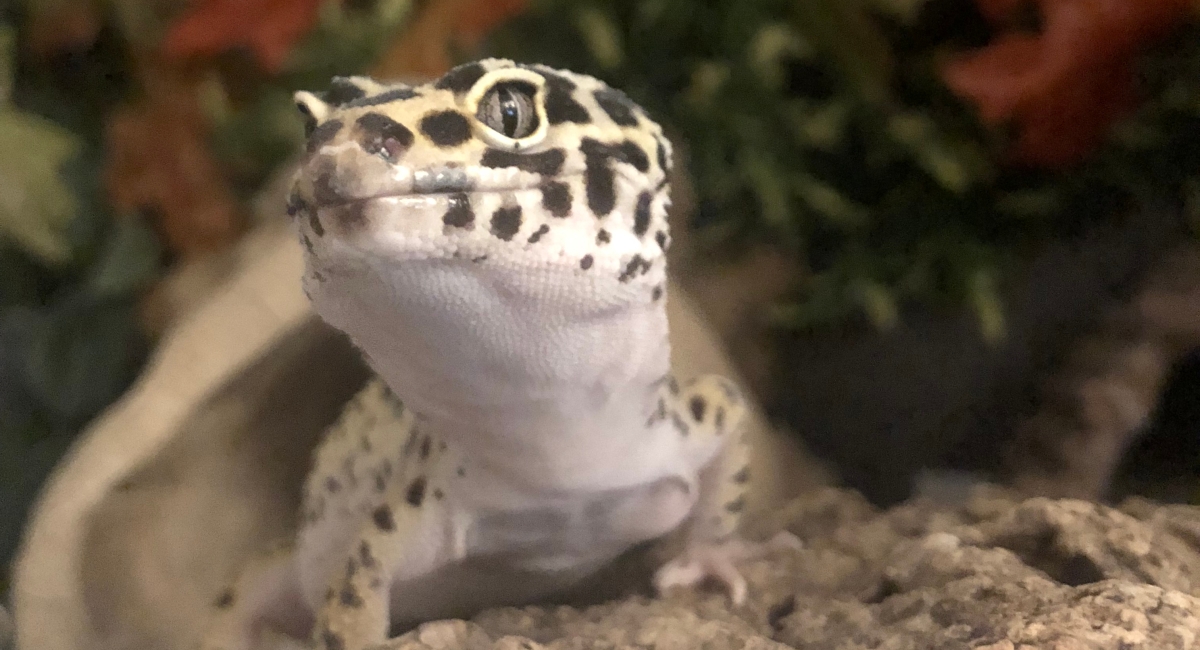 Do leopard geckos need UV light? Leopard Gecko Care