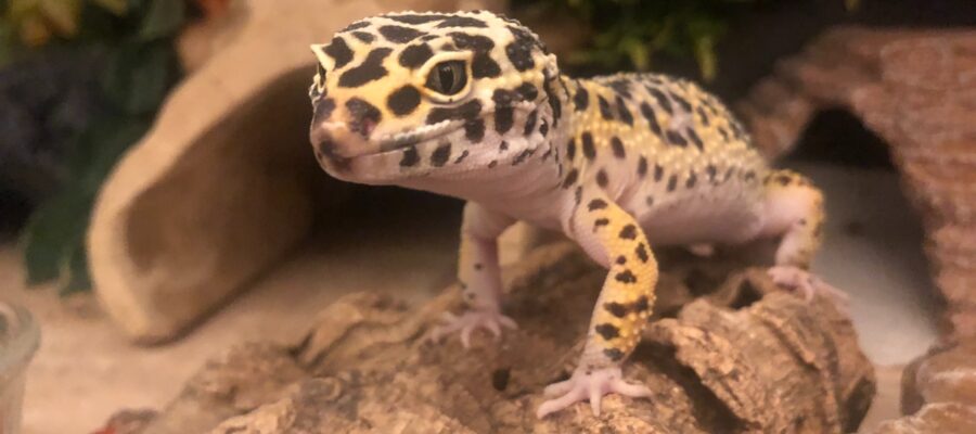 Where to buy a leopard gecko (UK, USA, Europe)
