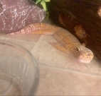 gecko lying down