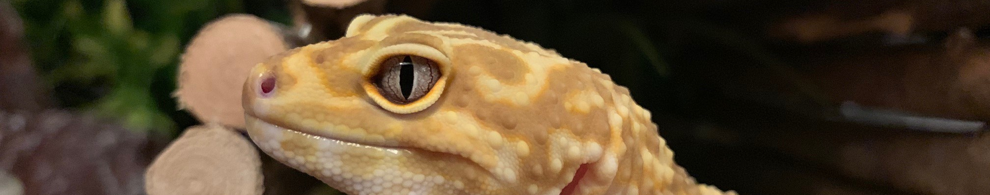 leopard gecko names