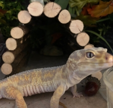 pale gecko shed