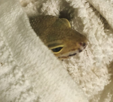 gecko towel
