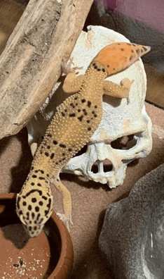 leopard gecko tail regenerate