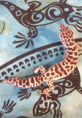leopard gecko lost tail