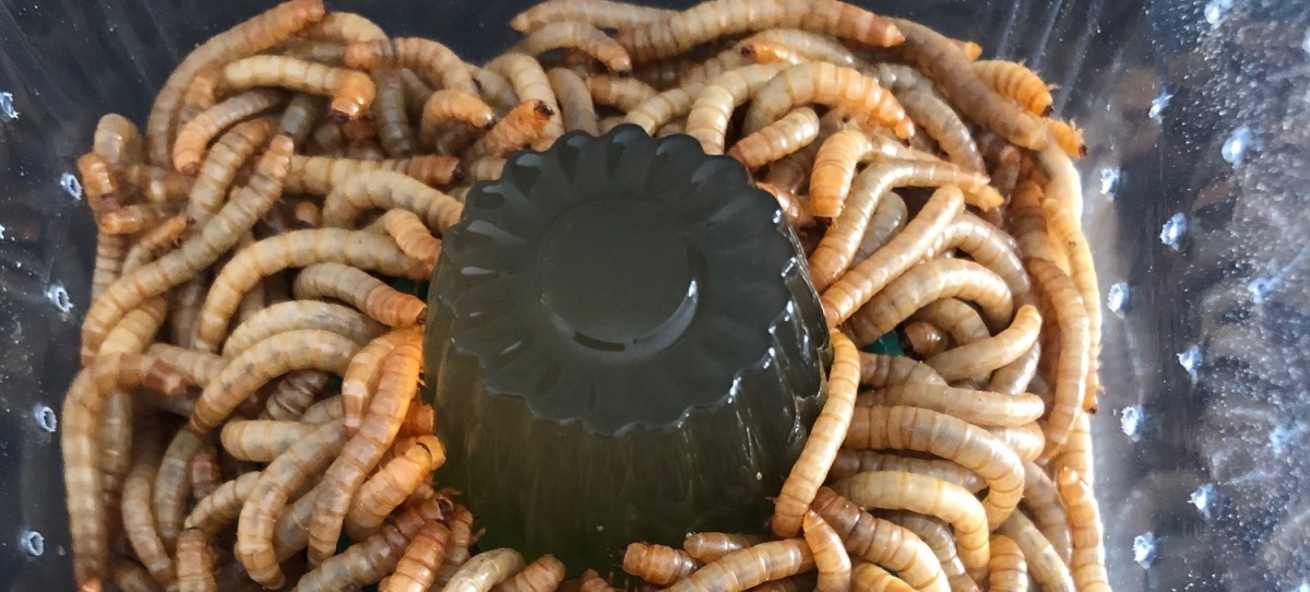 The easy way to keep your feeder insects hydrated Leopard Gecko Care