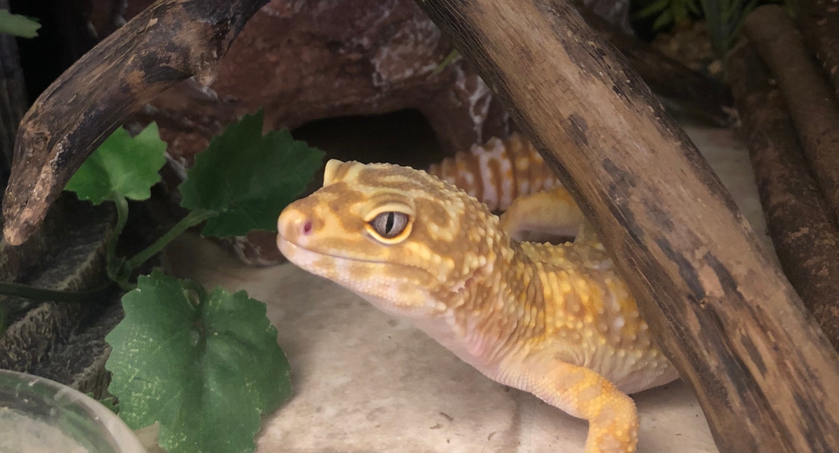 How often should you clean leopard geckos' vivariums? - Leopard 