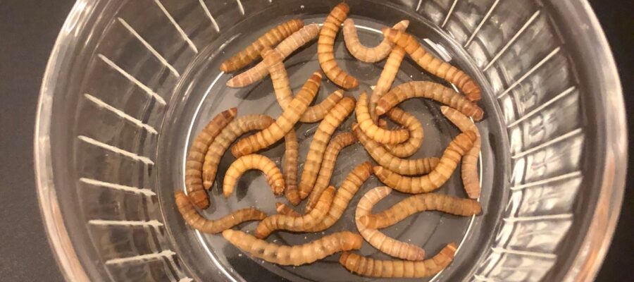 Feeder Insect Review: Mealworms