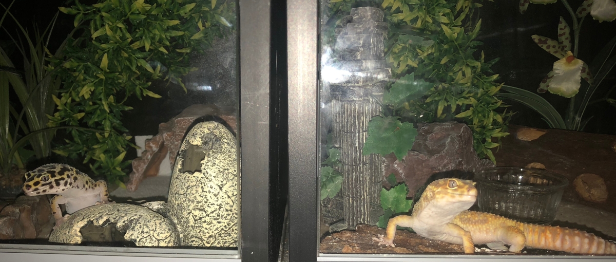 Is it safe to cohabit leopard geckos? Leopard Gecko Care