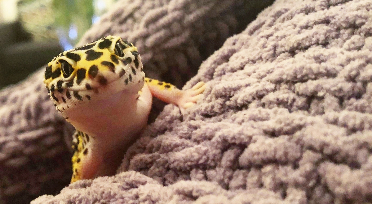 Leopard cheap gecko friendly