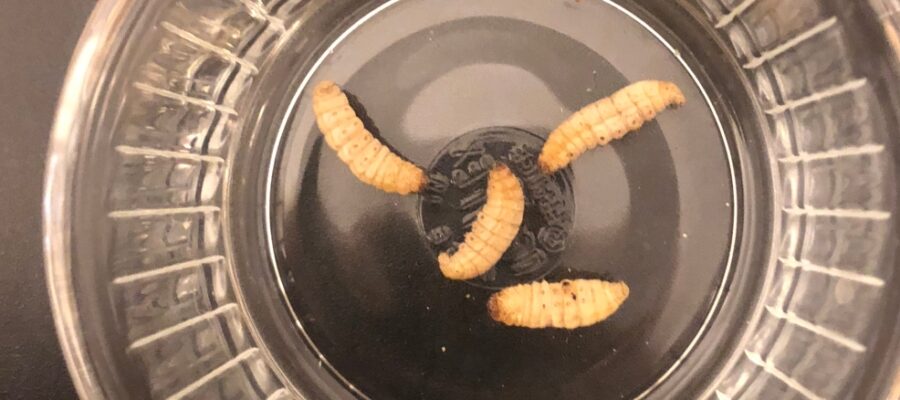 Feeder insect review: Waxworms