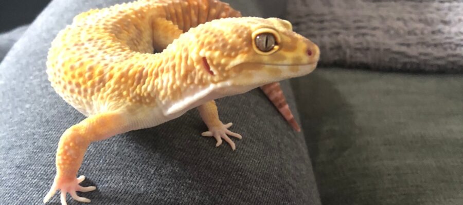 What are some top tips for keeping leopard geckos?