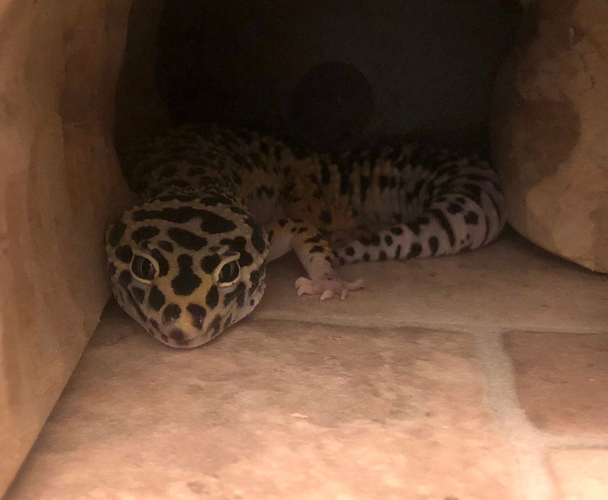 Leopard shop gecko bedding