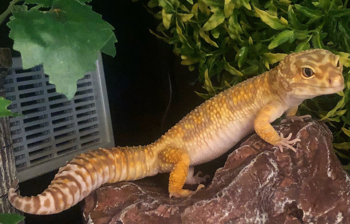 Do Leopard Geckos Smell? Leopard Gecko Care