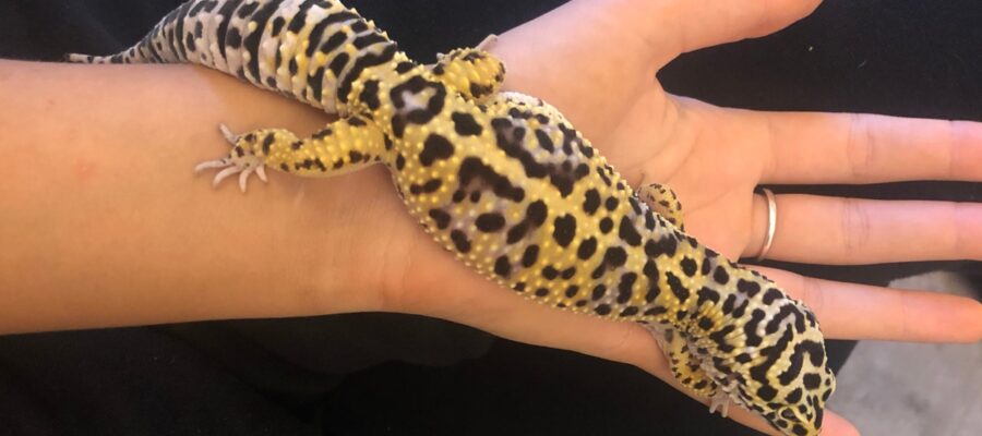 How to tame a leopard gecko