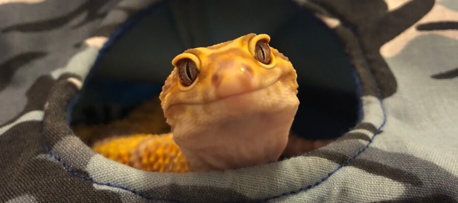 Why these tents are perfect for your leopard geckos