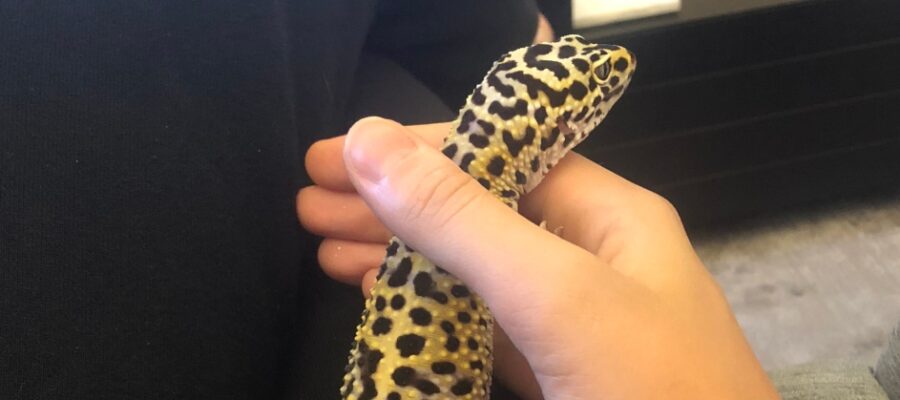 3 ways to handle a nervous leopard gecko