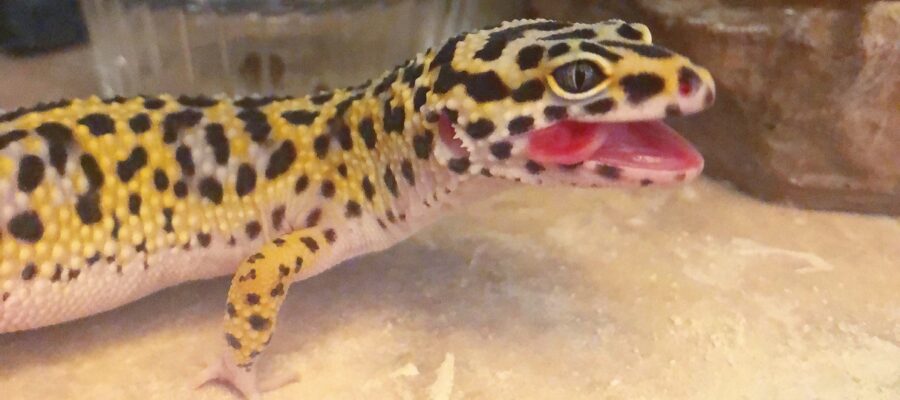 AMA – ask your leopard gecko questions here