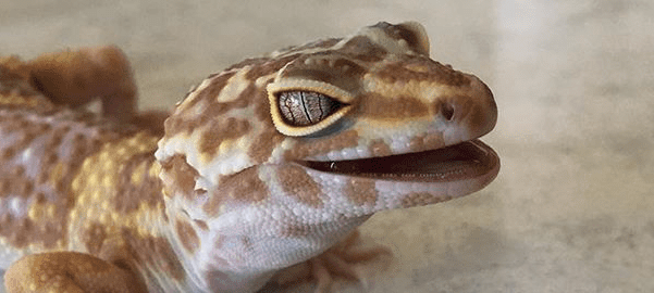leoaprd gecko bite, leopard gecko teeth