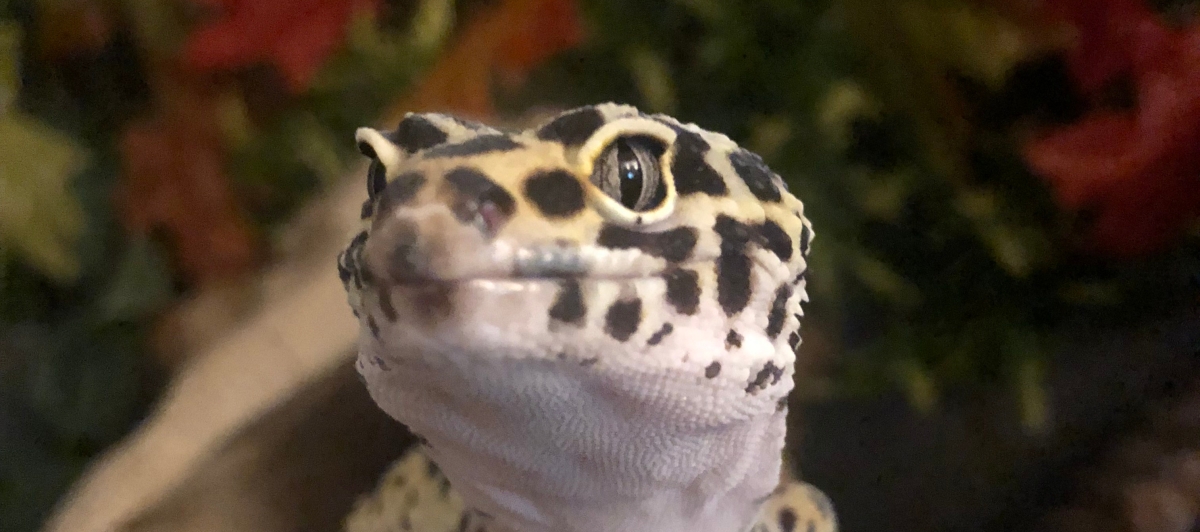 Leopard Gecko Printable Care Sheet - Free Download %E2%80%93 Leopard Gecko Care Sheet 