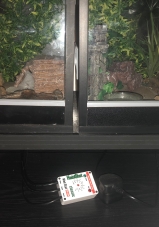 leopard gecko thermostat