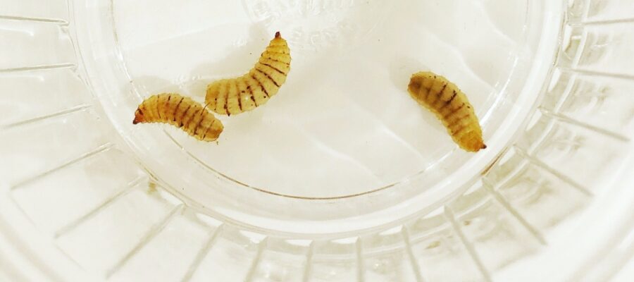 Leopard Gecko Feeder Insect Review: Phoenix Worms