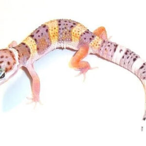 Baby High Yellow Leopard Gecko