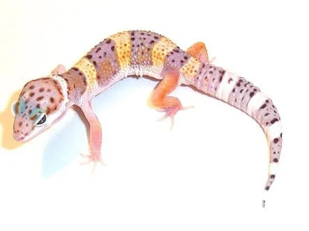 Baby High Yellow Leopard Gecko