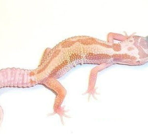 Baby Patternless Leopard Gecko