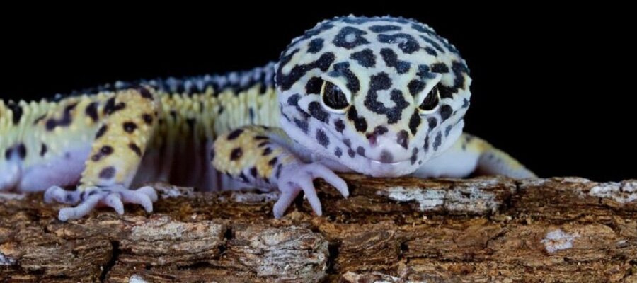 How to Handle Leopard Geckos and Understand Their Body Language